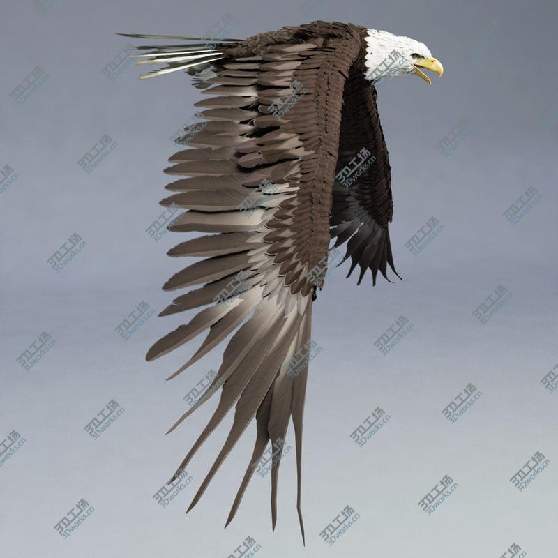 images/goods_img/202104094/Bald Eagle Rigged/4.jpg